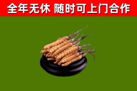 新乡市回收冬虫夏草